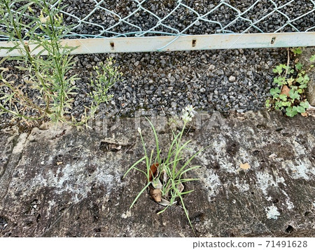 The white flowers that resemble Chinese chive flowers The white flowers that resemble Chinese chive flowers 71491628