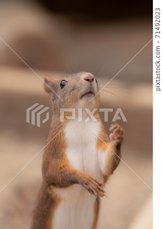 Cute pose squirrel Cute pose squirrel 71492023