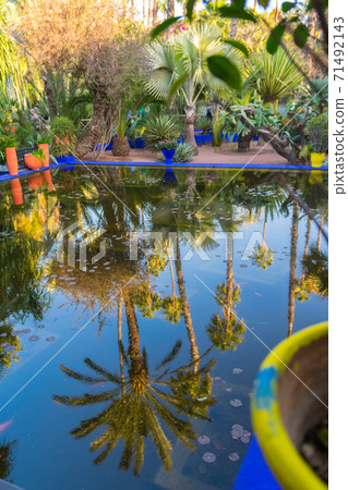 Reflection of a palm tree in a bright blue fountain and a garden of captus and exotic plants. Majorelle Garden. Concept of travel and architecture. Marrakech, Morocco Reflection of a palm tree in a bright blue fountain and a garden of captus and exotic plants. Majorelle Garden. Concept of travel and architecture. Marrakech, Morocco 71492143