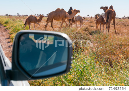 Camels seen from the car in El Gouera, at the gates of the Sahara. Morocco. Concept of travel and adventure. 71492264