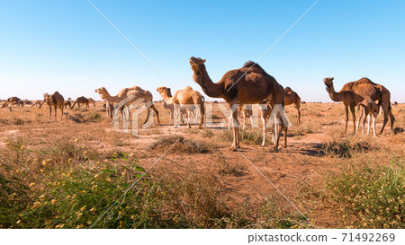 Herd of camels in El Gouera, at the gates of the Sahara. Morocco. Concept of wildlife 71492269