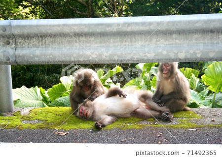 Monkeys on Yakushima Monkeys on Yakushima 71492365