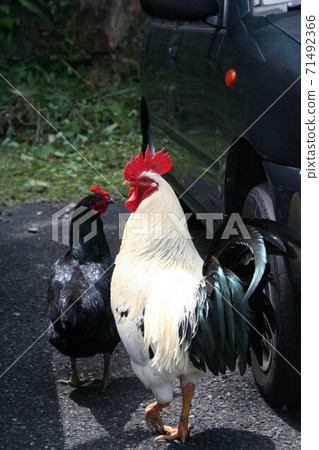 雞 71492366