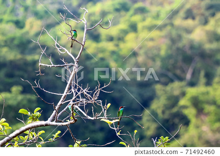 Blue-tailed bee-eater, A bird caught a branch and flew in the sky Blue-tailed bee-eater, A bird caught a branch and flew in the sky 71492460