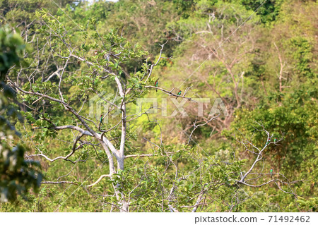 Blue-tailed bee-eater, A bird caught a branch and flew in the sky Blue-tailed bee-eater, A bird caught a branch and flew in the sky 71492462