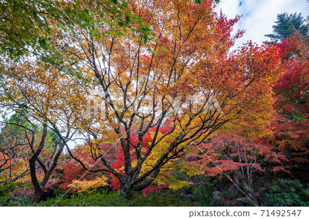 Gokaso Heike no Sato的秋葉 Gokaso Heike no Sato的秋葉 71492547