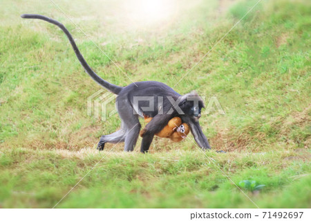 Yellow twins baby of Leaf Monkeys or Dusky Langur and mother who are living in the forest, Animals with their babies Yellow twins baby of Leaf Monkeys or Dusky Langur and mother who are living in the forest, Animals with their babies 71492697