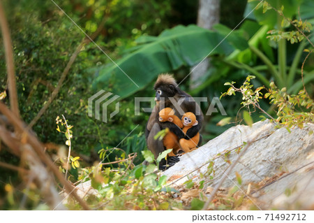 Yellow twins baby of Leaf Monkeys or Dusky Langur and mother who are living in the forest, Animals with their babies Yellow twins baby of Leaf Monkeys or Dusky Langur and mother who are living in the forest, Animals with their babies 71492712