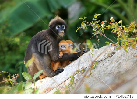 Yellow twins baby of Leaf Monkeys or Dusky Langur and mother who are living in the forest, Animals with their babies Yellow twins baby of Leaf Monkeys or Dusky Langur and mother who are living in the forest, Animals with their babies 71492713