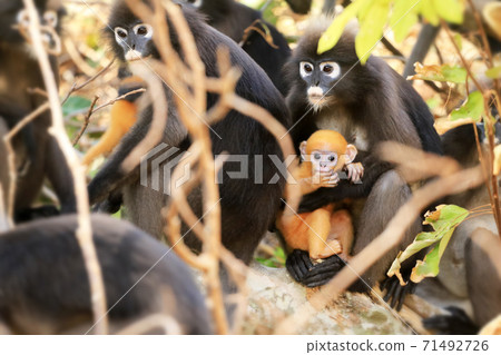 Animals with their babies, Yellow baby of Leaf Monkeys or Dusky Langur and mother who are living in the forest Animals with their babies, Yellow baby of Leaf Monkeys or Dusky Langur and mother who are living in the forest 71492726