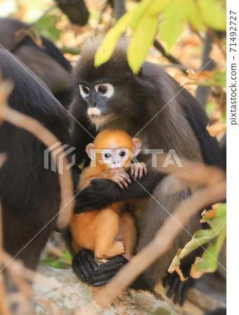 Animals with their babies, Yellow  baby of Leaf Monkeys or Dusky Langur and mother who are living in the forest 71492727