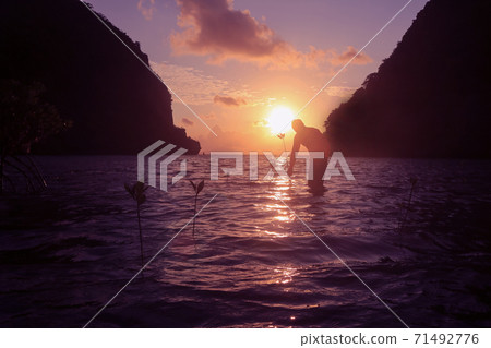 Men planting trees in the mangrove forest by the sea in the morning, at sunrise. Men planting trees in the mangrove forest by the sea in the morning, at sunrise. 71492776
