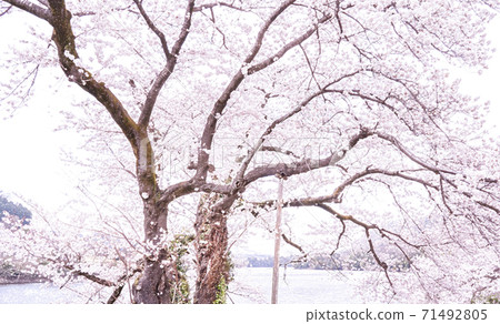 Tsukui Lake in full bloom [colored pencils] 71492805