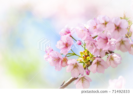 盛開的熱海Hay崎的特寫 71492833