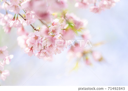 Close-up of Atami Hayasaki in full bloom 71492843