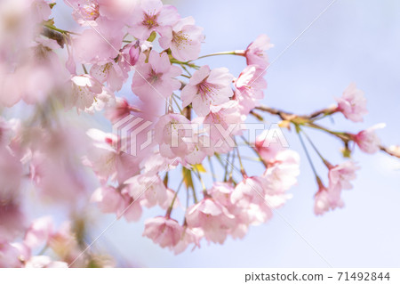 Close-up of Atami Hayasaki in full bloom 71492844