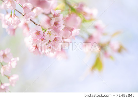 Close-up of Atami Hayasaki in full bloom 71492845