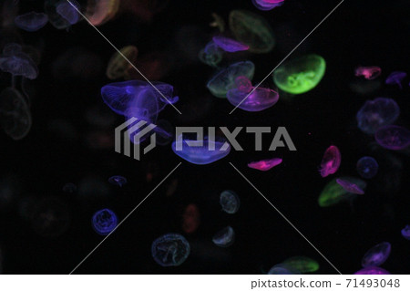 Jellyfish in the aquarium Jellyfish in the aquarium 71493048