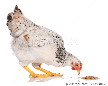 one white chicken pecking grains, isolated on white background, studio shoot 71493067