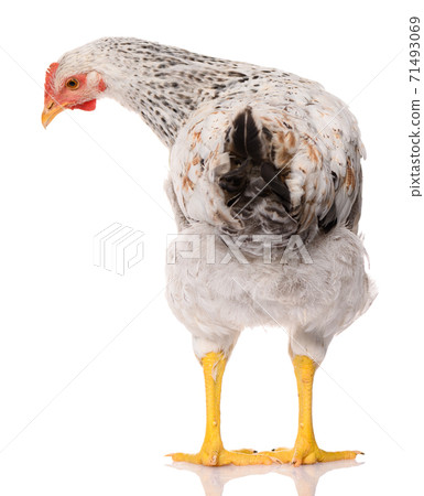 back side of one white chicken isolated on white background, studio shoot 71493069