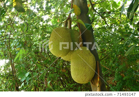 jackfruit growing hanging from branch on tree in farm jackfruit growing hanging from branch on tree in farm 71493147