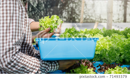 Farmer harvest organic hydroponic green oak lettuce in plant nursery farm. 71493379