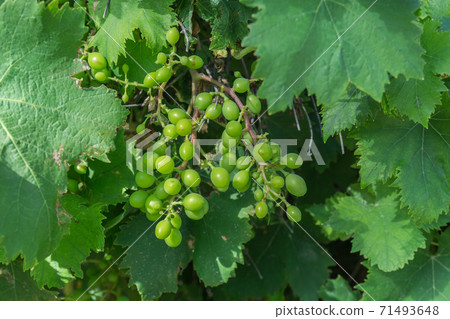 Green grapes in the ripe fruit. 3 months before harvest. Green grapes in the ripe fruit. 3 months before harvest. 71493648