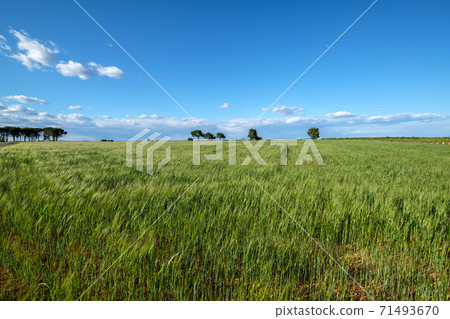 green wheat field and cloudy sky green wheat field and cloudy sky 71493670