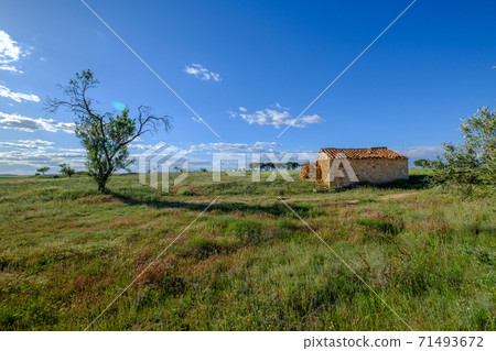 green wheat field and cloudy sky 71493672