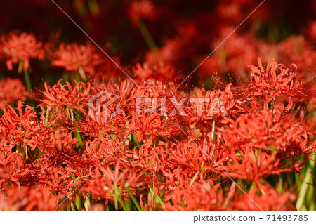 Cluster amaryllis in full bloom at Sokoin (Matsudo City, Chiba Prefecture) Cluster amaryllis in full bloom at Sokoin (Matsudo City, Chiba Prefecture) 71493785