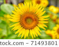 仲夏向日葵 71493801