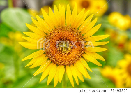 仲夏向日葵 71493801
