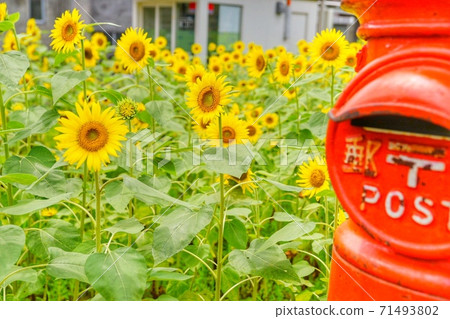 向日葵田裡的紅色崗位 向日葵田裡的紅色崗位 71493802