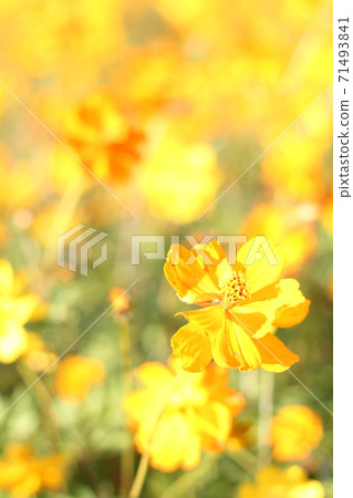 Yellow flower cosmos flower field Yellow flower cosmos flower field 71493841