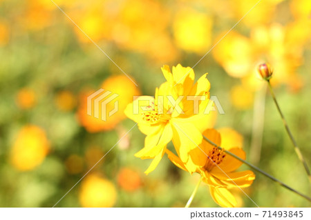 Yellow flower cosmos flower field Yellow flower cosmos flower field 71493845
