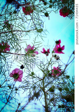 Cosmos in Yamanashi Flower City Park Cosmos in Yamanashi Flower City Park 71494435