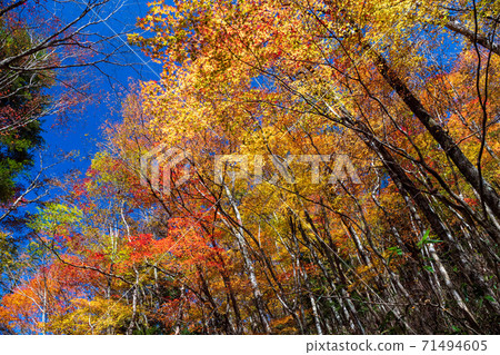Gokanoshō autumn leaves scenery 71494605