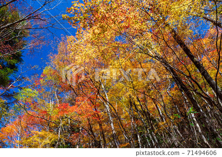 Gokanoshō autumn leaves scenery 71494606