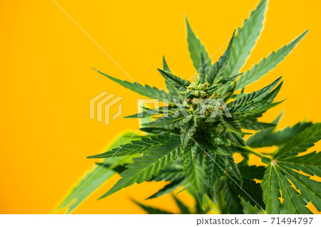 Cultivating marijuana, sativa weed leaves with buds texture on yellow background. Organic grow of Cultivating marijuana, sativa weed leaves with buds texture on yellow background. Organic grow of 71494797