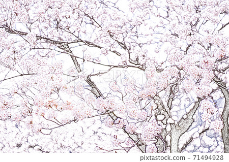 櫻花盛開[彩色鉛筆] 71494928