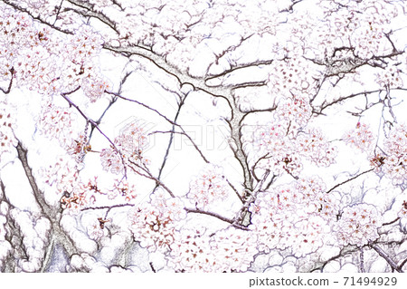 櫻花盛開[彩色鉛筆] 71494929