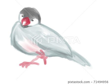Java sparrow watercolor touch Java sparrow watercolor touch 71494956