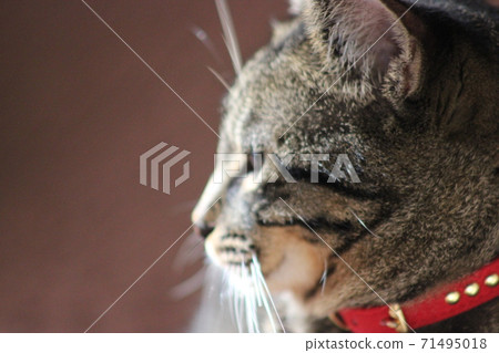 Kijitora貓盯著你 71495018