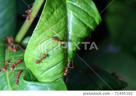 Close up red ant on green leaf in nature at thailand Close up red ant on green leaf in nature at thailand 71495102