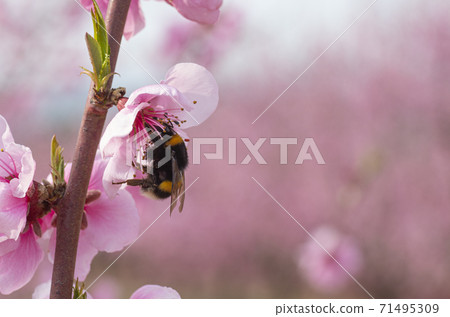 Bumblebee collecting pollen 71495309