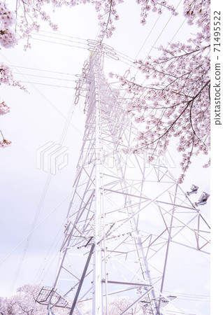 櫻花盛開和電力傳輸塔[彩色鉛筆] 71495522