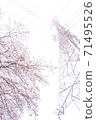 櫻花盛開和電力傳輸塔[彩色鉛筆] 71495526