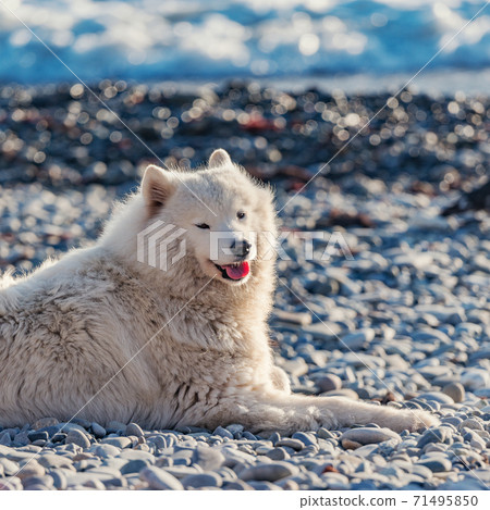 White dog on the seashore. White dog on the seashore. 71495850