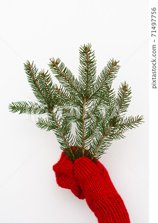 Hand in a knitted red mitten holds a spruce branch Hand in a knitted red mitten holds a spruce branch 71497756