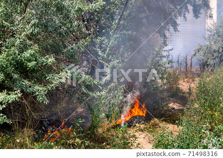 a fire in the plant among the trees burns with a bright flame a car tire and raises clouds of black smoke on sunny summer day. 71498316